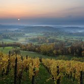 Brezova reber vineyard