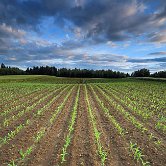 Griblje young corn