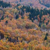 Kolpa woods