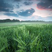 Podlog field
