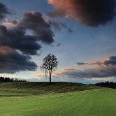 Tušev dol tree