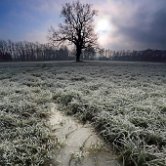 Prečna ice and tree
