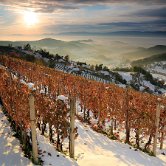 Telče vineyard
