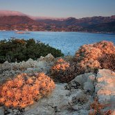 Karpathos knobbly flowers