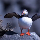 Puffin