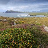 Dingle Clogher head