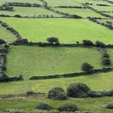Dingle green