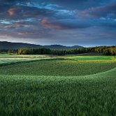 Griblje fields